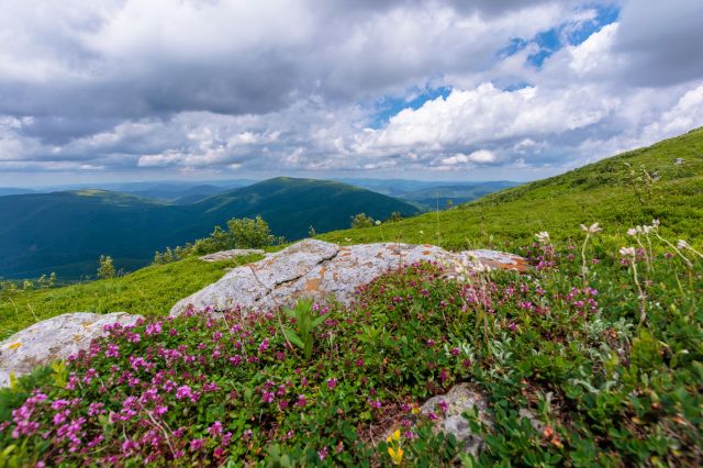 How Climate Affects the Timing of Seasonal Wildflower Blooms on Hikes