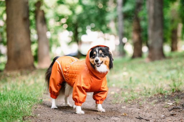 A Guide to Unique Pet Travel Gear for Every Type of Trip